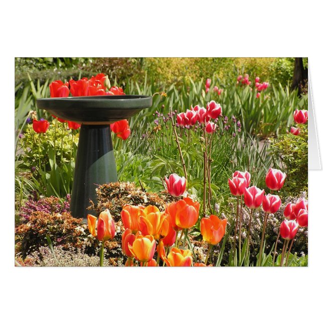 Tulp fountain-kaart (Voorkant Horizontaal)