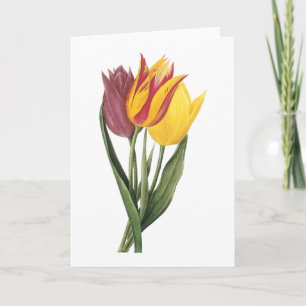 tulp (gesneriana Tulipa) door Redouté Kaart