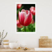 Tulp in de lente poster (Keuken)