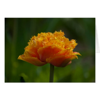 Tulp in het voorjaar