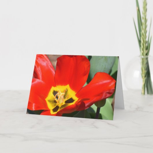 Tulp, kaart (Voorkant)