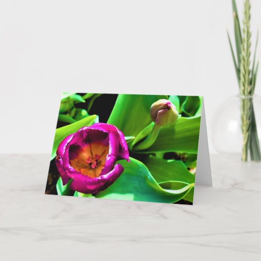 Tulp, kaart (Voorkant)