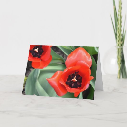Tulp, kaart (Voorkant)