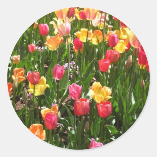 Tulp, kleurrijk ronde sticker (Voorkant)