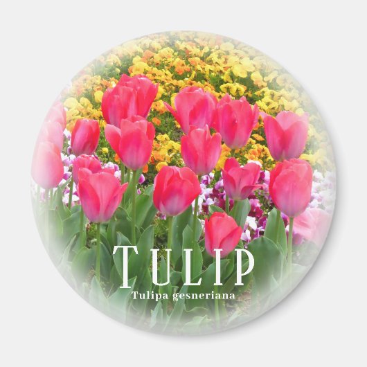 Tulp Magneet (Voorkant)