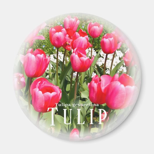 Tulp Magneet (Voorkant)
