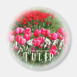 Tulp Magneet