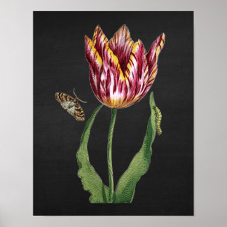 Tulp met Afbeelding Black Chalkboard, achtergrond  Poster