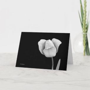 Tulp met regendruppels in zwart-wit kaart