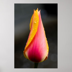 Tulp met waterdruppels 2 poster