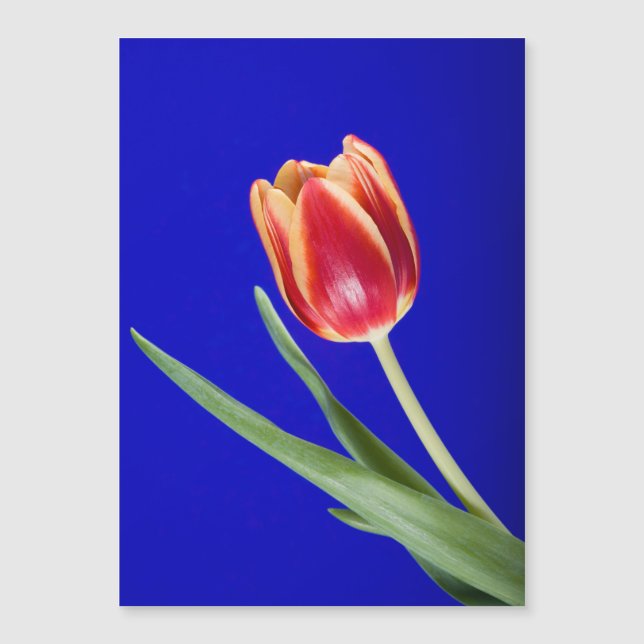Tulp op blauwe achtergrond (Voorkant)
