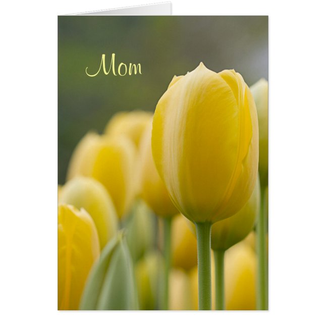 Tulp opstaan (Voorkant)