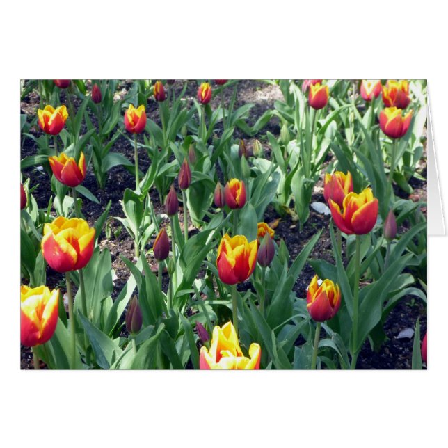 tulp oranje (Voorkant Horizontaal)