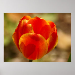 Tulp Oranje Poster