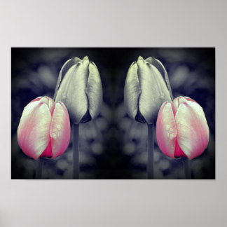 Tulp paar kunst zwart en wit gedeeltelijke kleur poster