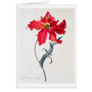 Tulp: Perroquet Rouge