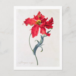 Tulp: Perroquet Rouge Briefkaart