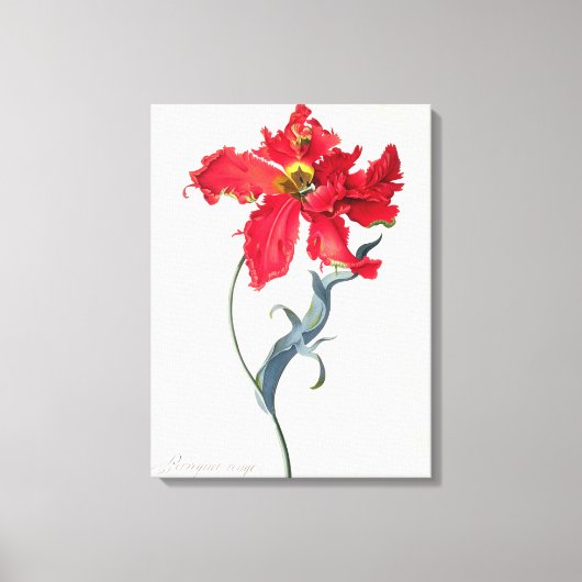 Tulp: Perroquet Rouge Canvas Afdruk (Voorkant)