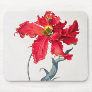Tulp: Perroquet Rouge Muismat