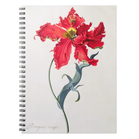 Tulp: Perroquet Rouge Notitieboek (Voorkant)