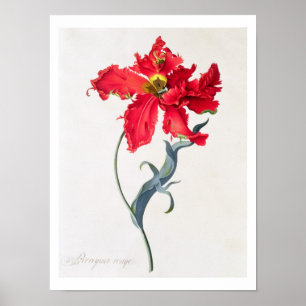 Tulp: Perroquet Rouge Poster