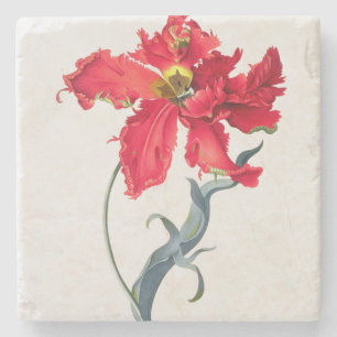 Tulp: Perroquet Rouge Stenen Onderzetter