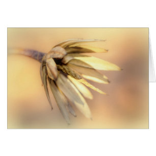 Tulp Poplar Empty Seed Pod