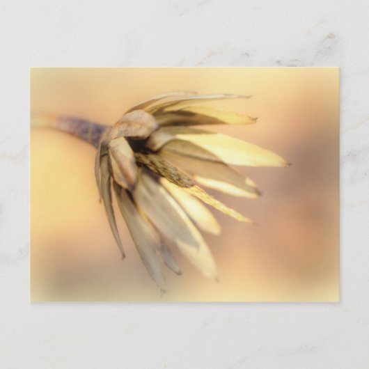 Tulp Poplar Empty Seed Pod Briefkaart (Voorkant)