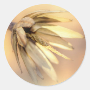 Tulp Poplar Empty Seed Pod Ronde Sticker