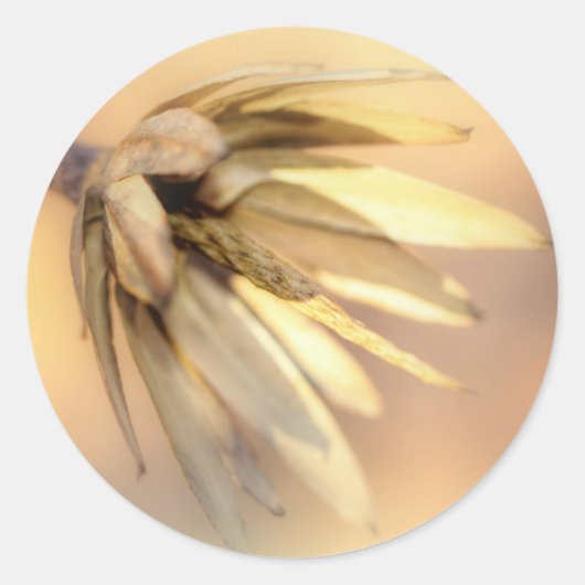 Tulp Poplar Empty Seed Pod Ronde Sticker (Voorkant)