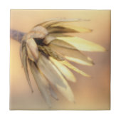 Tulp Poplar Empty Seed Pod Tegeltje (Voorkant)