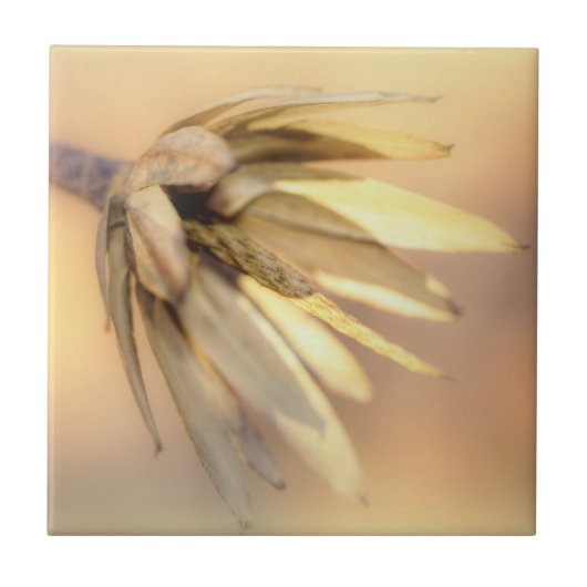 Tulp Poplar Empty Seed Pod Tegeltje (Voorkant)