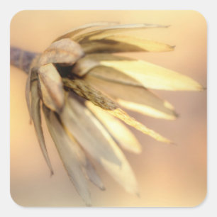Tulp Poplar Empty Seed Pod Vierkante Sticker