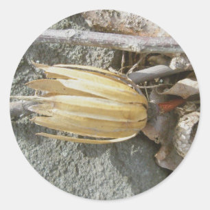 Tulp Populier Seedhead Stickers