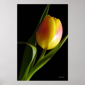 Tulp Poster