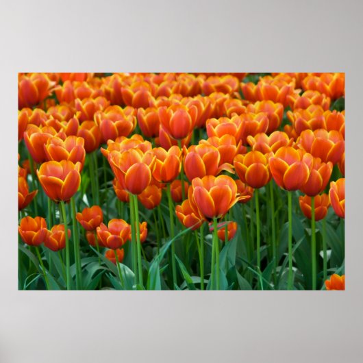 Tulp Poster (Voorkant)