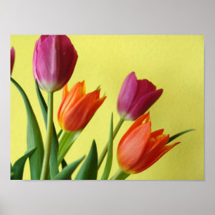 Tulp Poster
