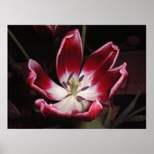 Tulp Poster