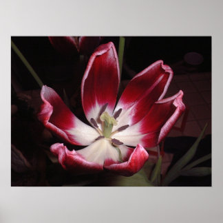 Tulp Poster