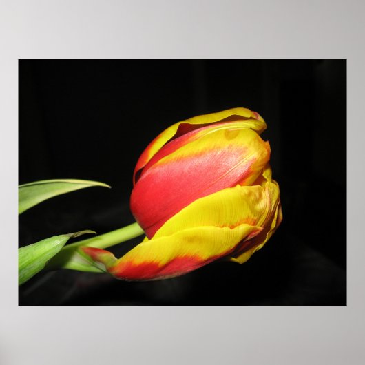 Tulp Poster (Voorkant)