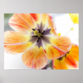 Tulp Poster 61cm x 46cm (Voorkant)