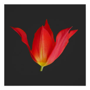 Tulp Poster Perfect Poster