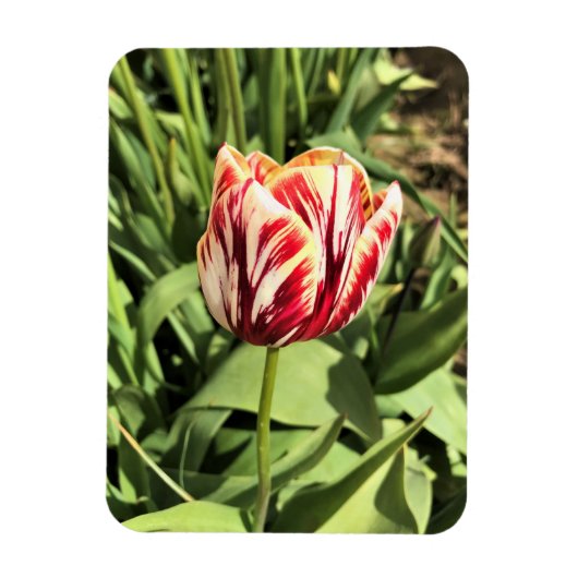Tulp rood en wit magneet (Verticaal)