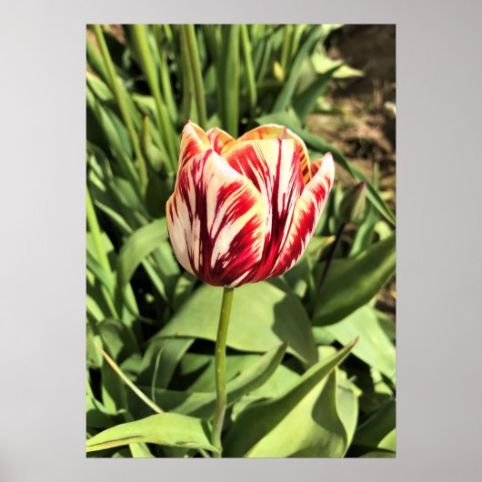Tulp rood en wit poster (Voorkant)