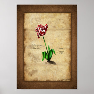 Tulp (Semper Augustus) Poster