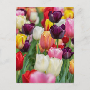 Tulp Spring Flowers Garden Floral Geel Roze Rood Briefkaart