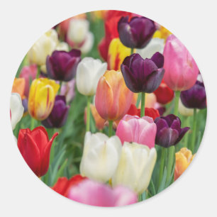 Tulp Spring Flowers Garden Floral Geel Roze Rood Ronde Sticker
