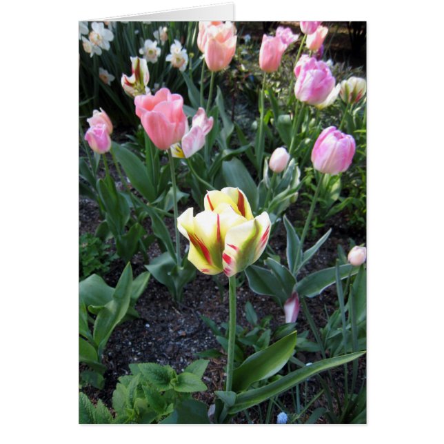Tulp staat uit op kroeg (Voorkant)