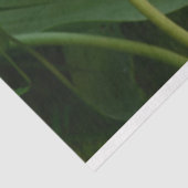 Tulp Tissuepapier (Detail)