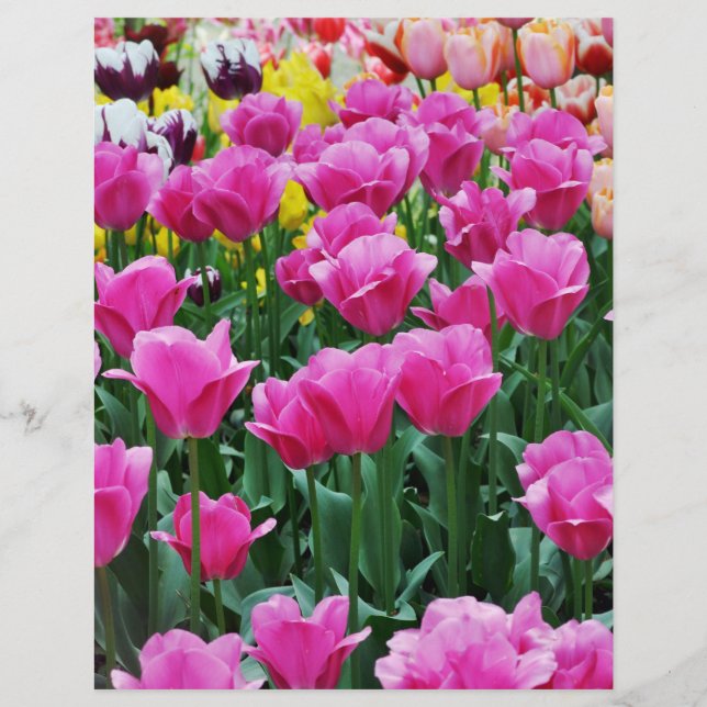 Tulp Tuin Scrapbook Papier (Voorkant)